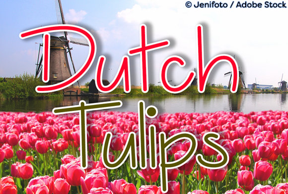 Dutch Tulips Font for Small Business Branding